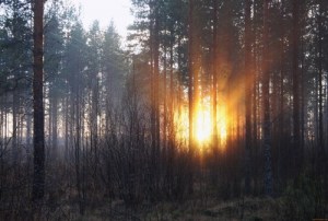 forest-trees-dawn-fall-sun_1289891106